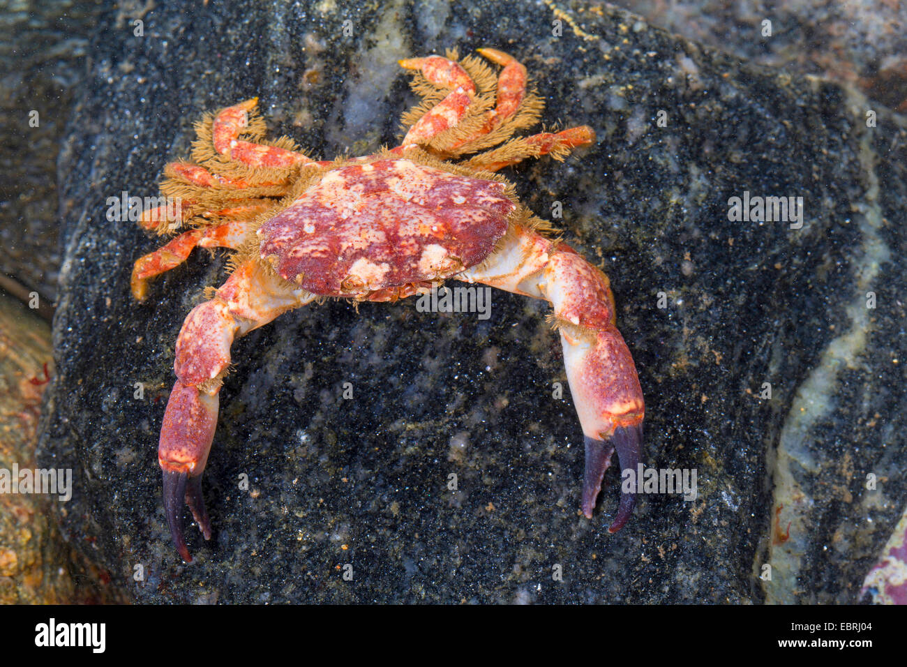 Risso's crab, Rissos crab, Lesser furrowed crab (Xantho pilipes), sitting on a rock Stock Photo
