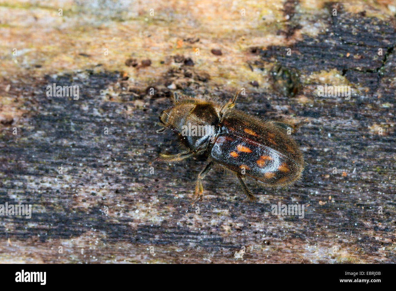 Variegated mud-loving beetle (Heterocerus spec.), sitting on wood Stock Photo