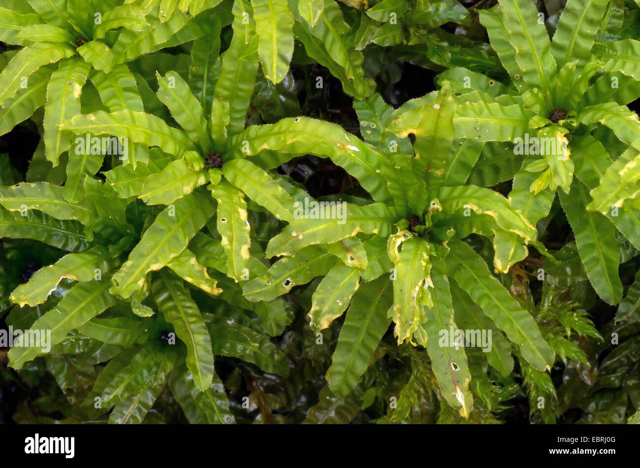 Thyme-moss (Plagiomnium affine, Mnium affine, Mnium cuspidatum), fertile plant, Germany, Bavaria, Oberbayern- Stock Photo