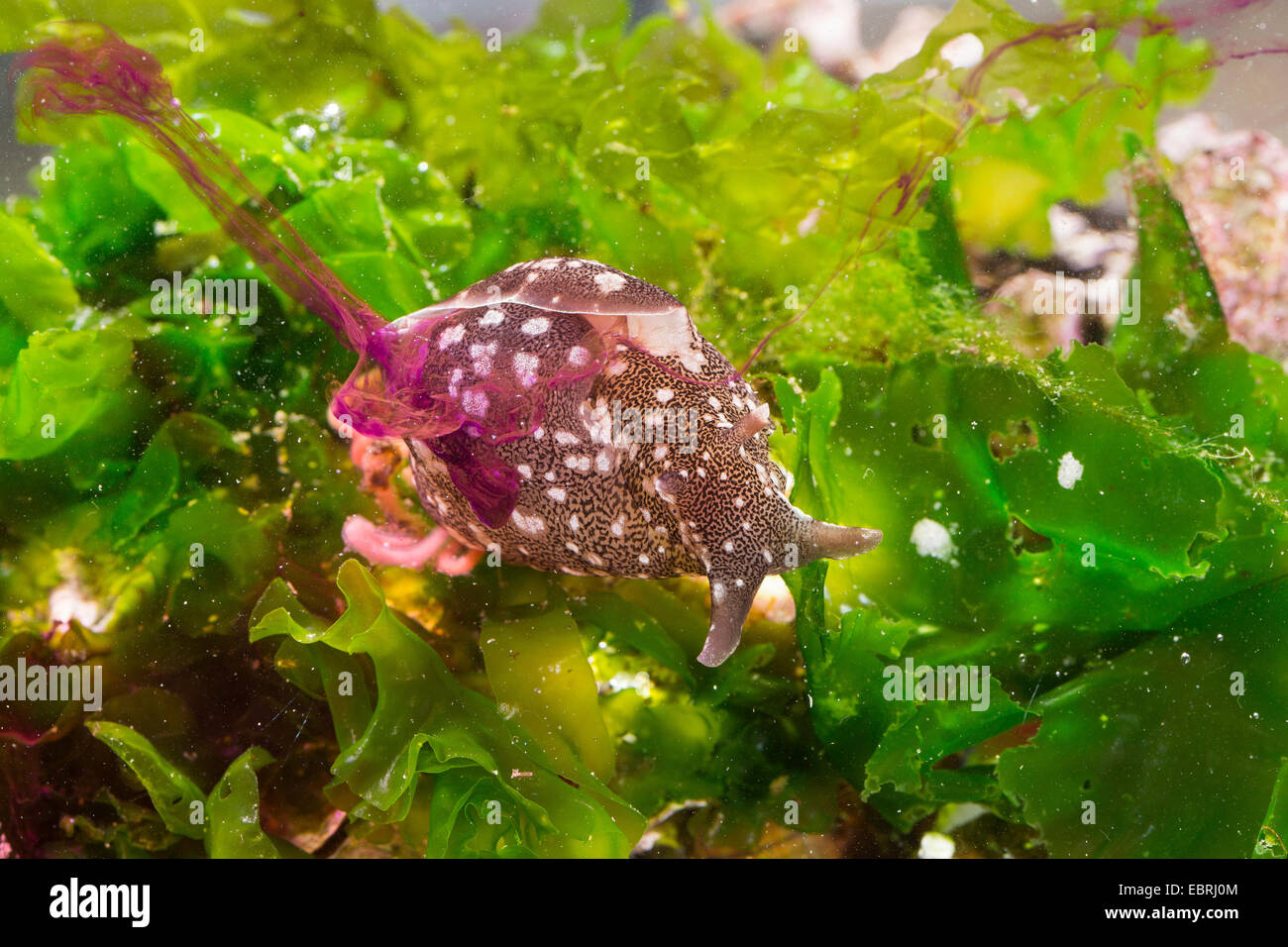 small rosy sea hare, common sea hare (Aplysia rosea, Aplysia punctata), releasing clouds of ink to blind the attacker Stock Photo