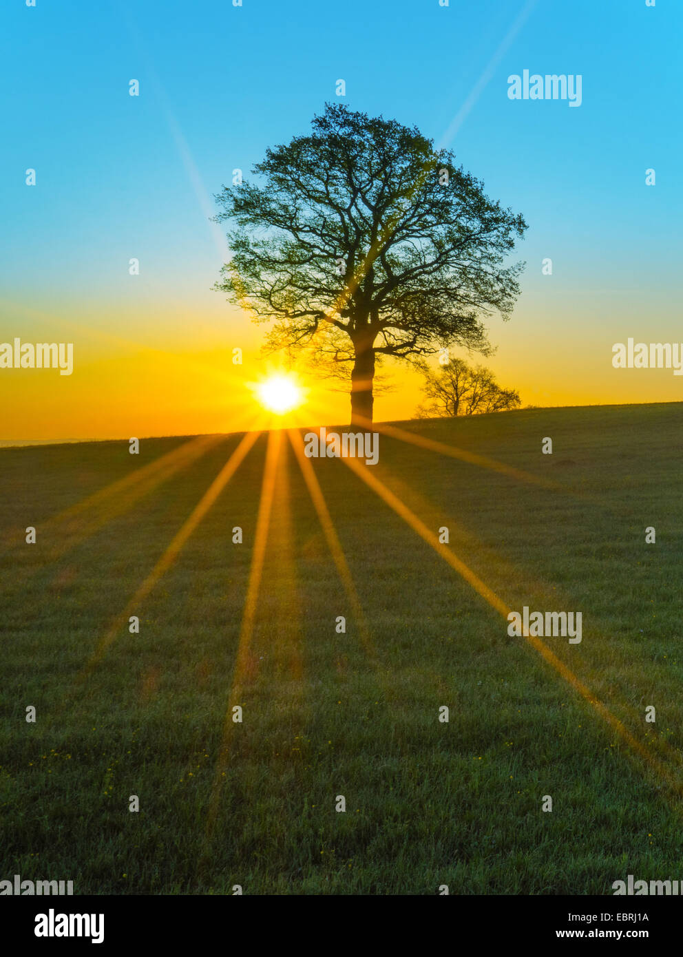 sunrays over a morning meadow, Germany, Bavaria, Oberbayern, Upper Bavaria Stock Photo
