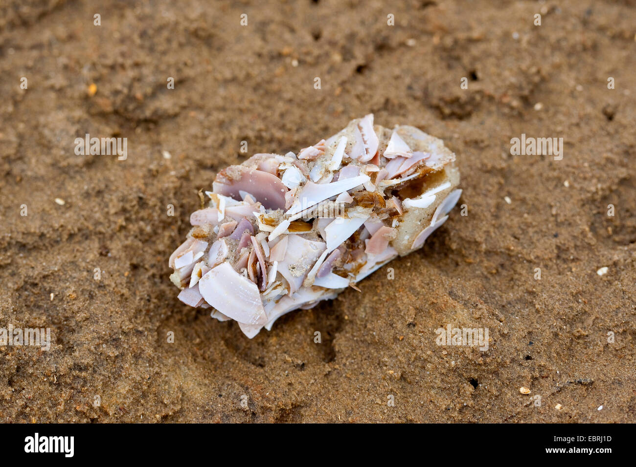 pellet of a sea gull with parts of shells and snails Stock Photo