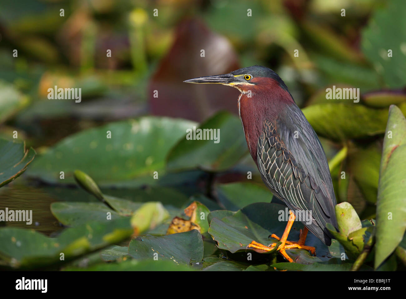 Green-backed Heron, Green Backed Heron (Butorides spinosa), stands on leaves of water plants, USA, Florida, Everglades National Park Stock Photo