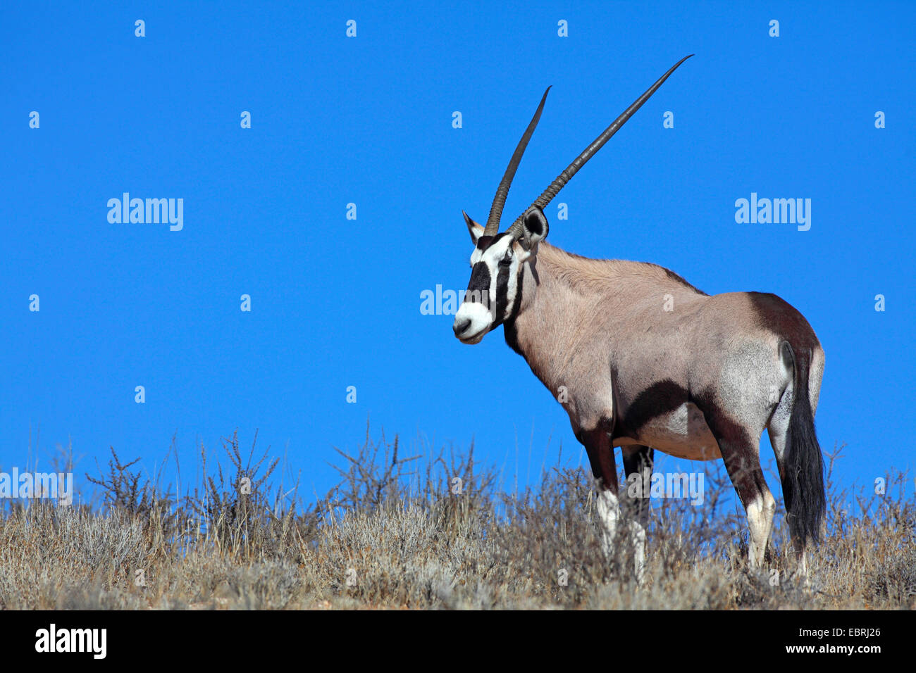 gemsbock, beisa (Oryx gazella), stands on a mountain ridge, South Africa, Kgalagadi Transfrontier National Park Stock Photo