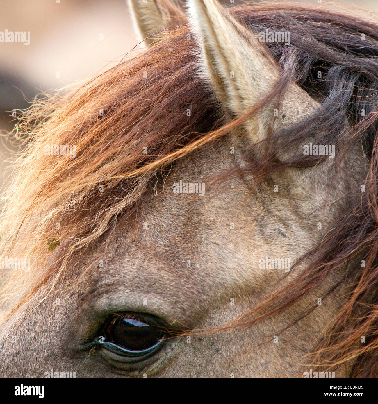 Duelmen pony, Dulmen pony, Duelmener Wildpferd, Dulmener Wildpferd (Equus przewalskii f. caballus), details from the head, eye and ear, side view, Germany, North Rhine-Westphalia, Duelmen Stock Photo