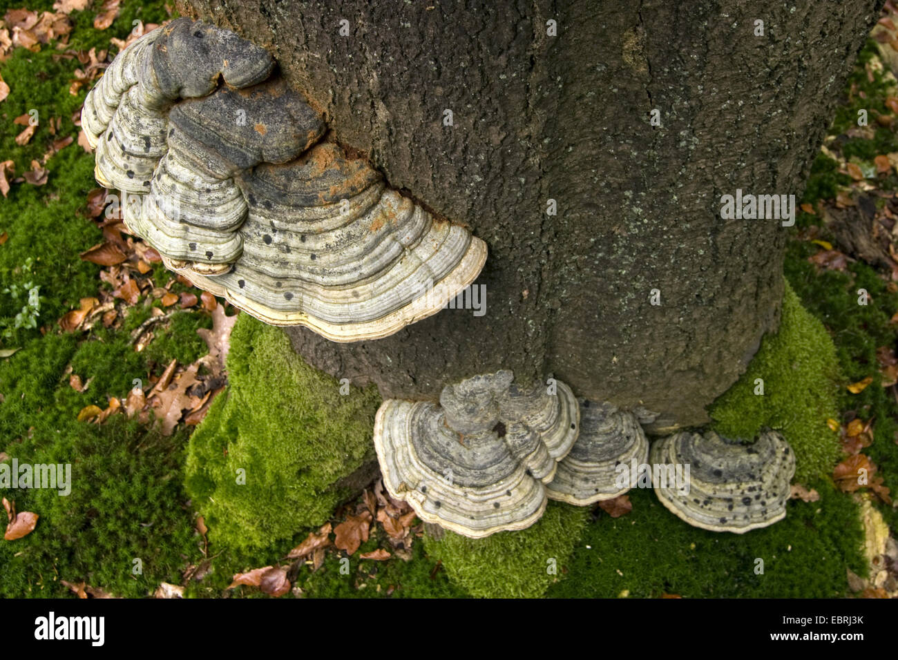 hoof fungus, tinder bracket (Fomes fomentarius), On beech trunk, Netherlands Stock Photo