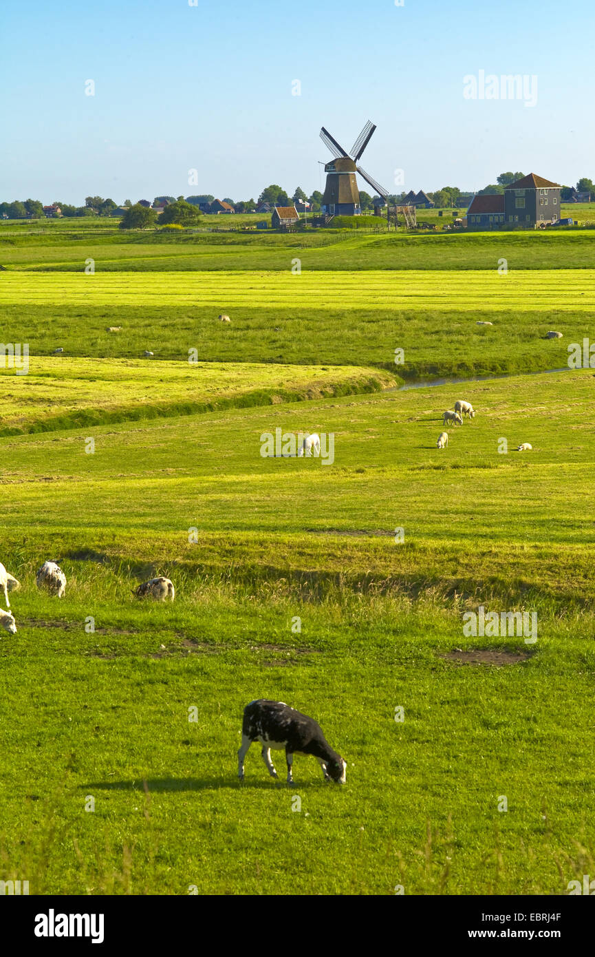 meadows and windmil, Netherlands, Noord Holland, Enkhuizen Stock Photo