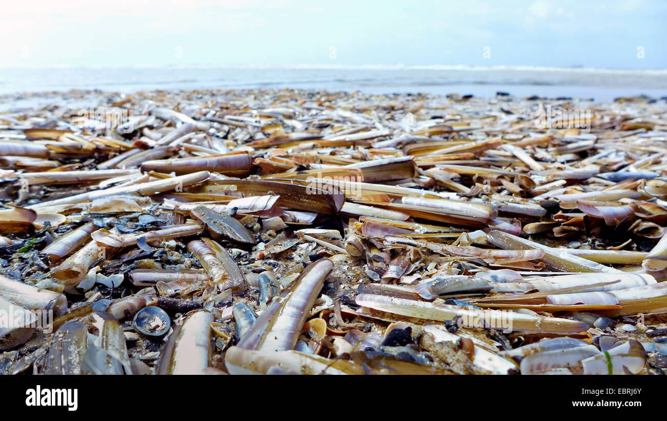 Clam worms High Resolution Stock Photography and Images Alamy