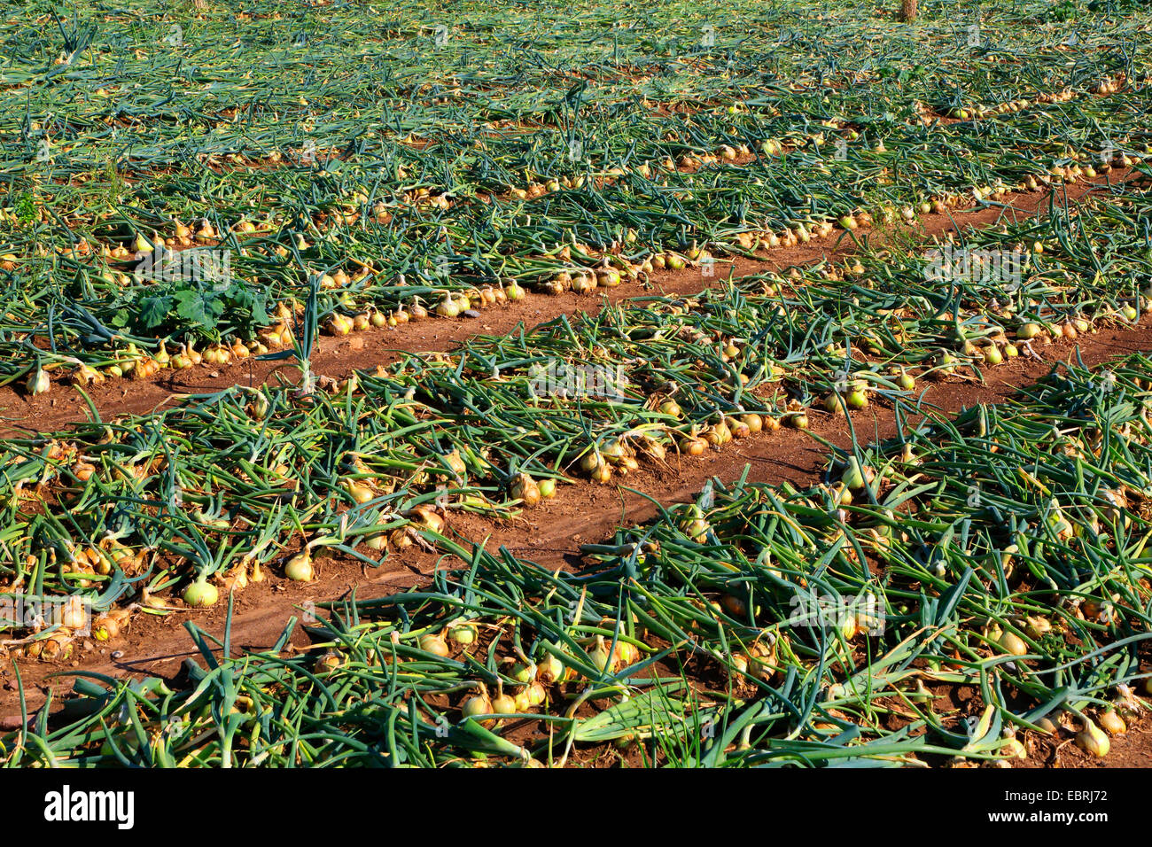 Onion harvesting hi-res stock photography and images - Alamy