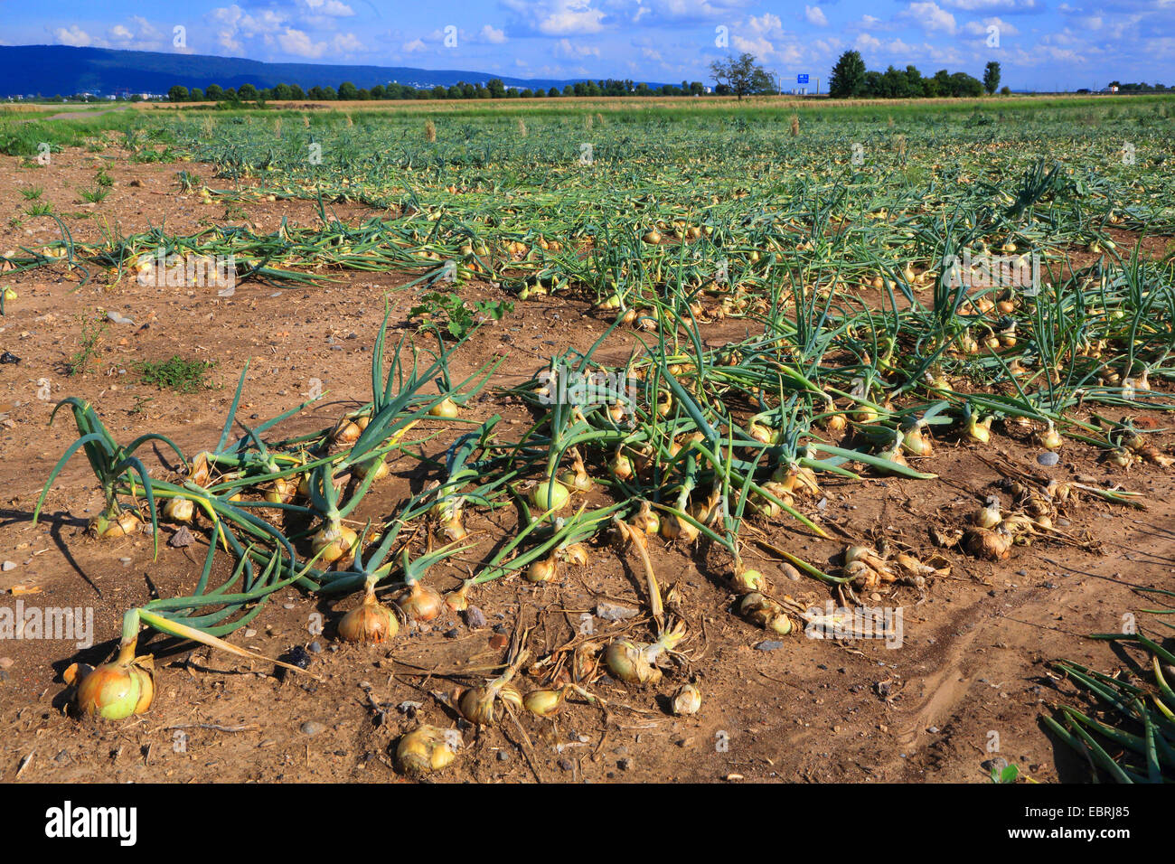 Garden onion, Bulb Onion, Common Onion (Allium cepa), onion field