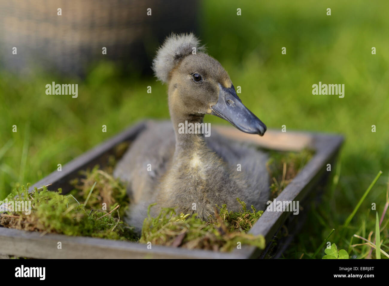 Indian Runner Duck, Indian Runner (Anas platyrhynchos f. domestica