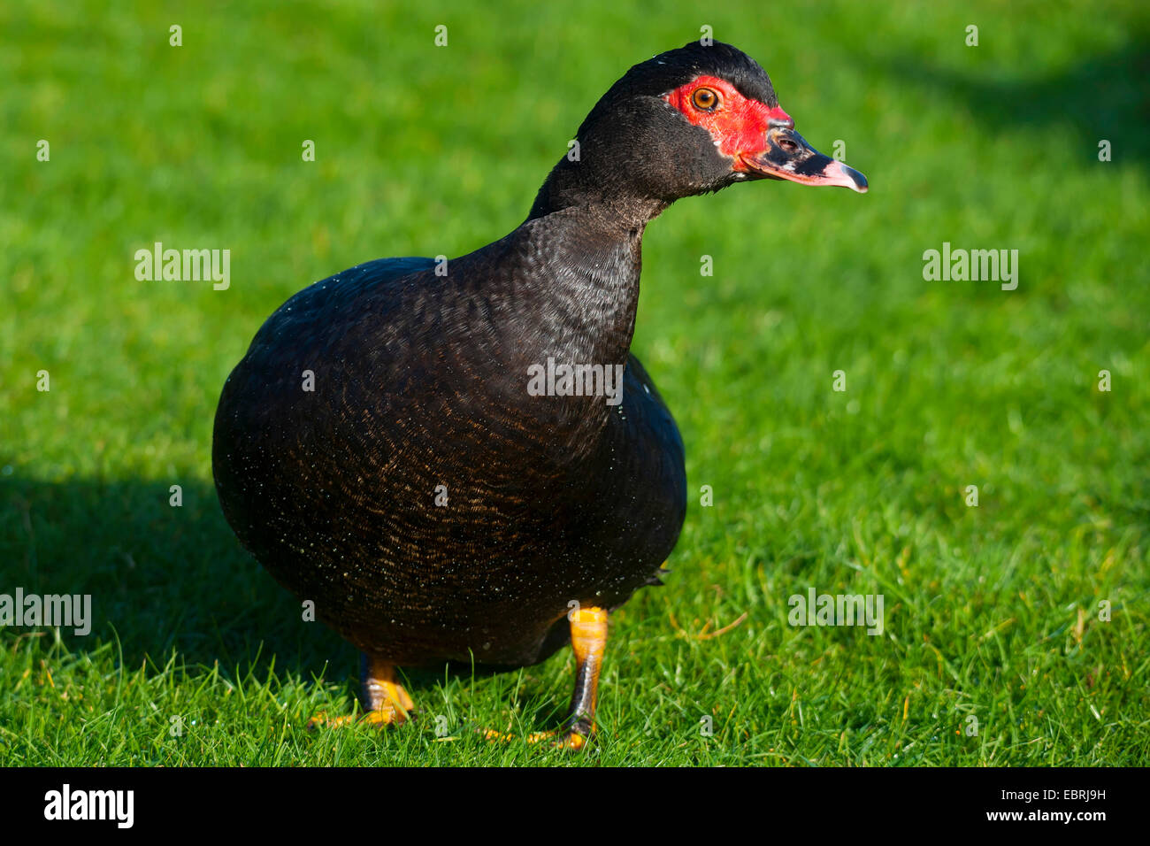 Muscovy duck (Cairina moschata), black exemplar of the domesticated form of the genus Cairina in the open-air enclosure, Germany, North Rhine-Westphalia Stock Photo