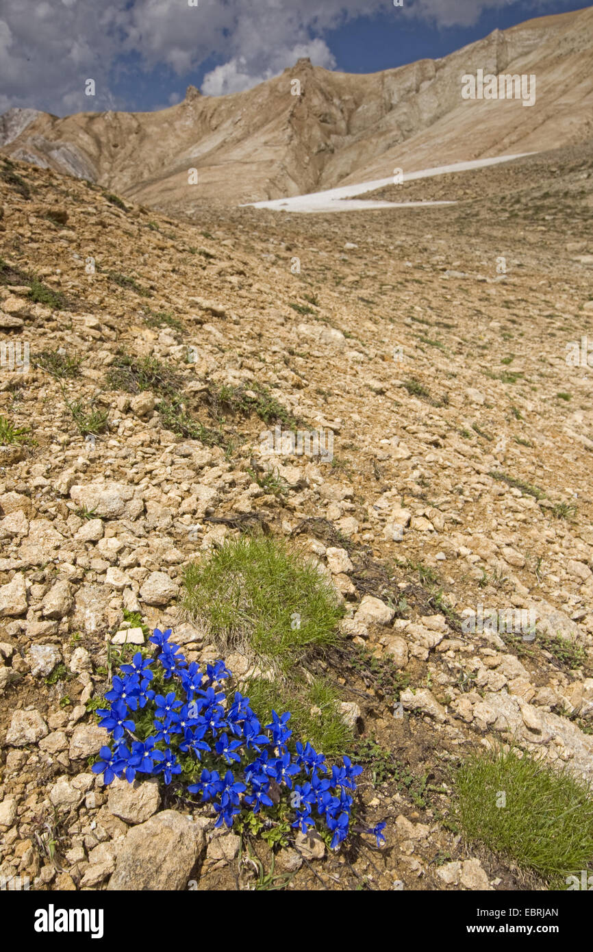 Gentian (Gentiana sp), In rocky environment, France, Savoie, Vanoise National Park Stock Photo