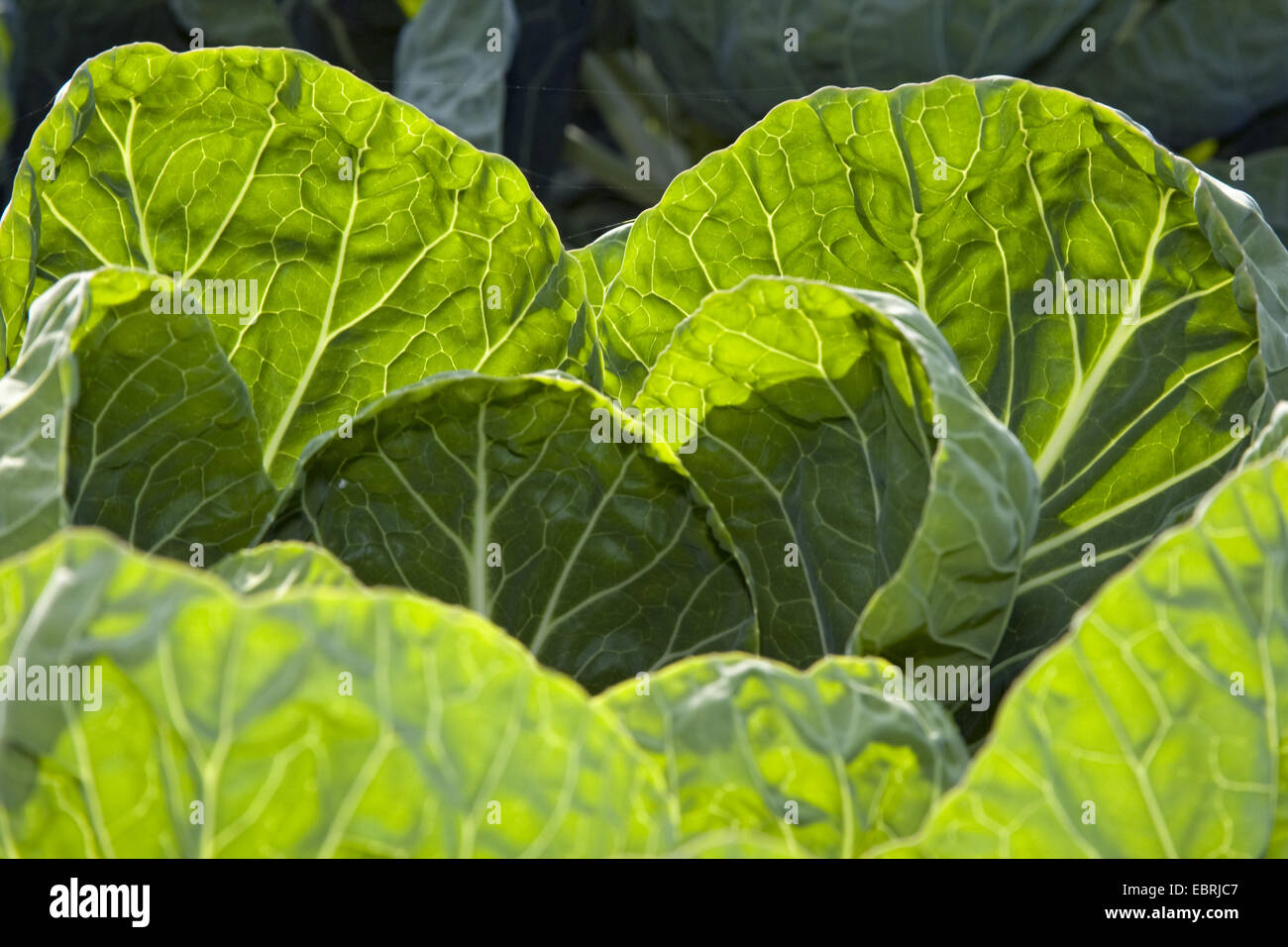 Brussel sprouts (Brassica oleraceae var. gemmifera), cabbage head on a