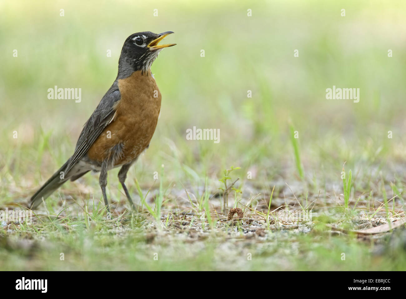 American robin (Turdus migratorius), sitting on the ground calling, USA Stock Photo
