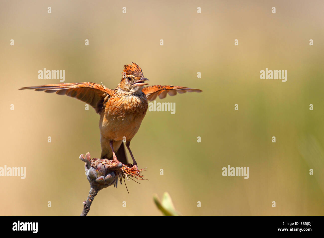 rofous-naped lark (Mirafra africana), flaps wings on a bush, South Africa, North-West Province Stock Photo