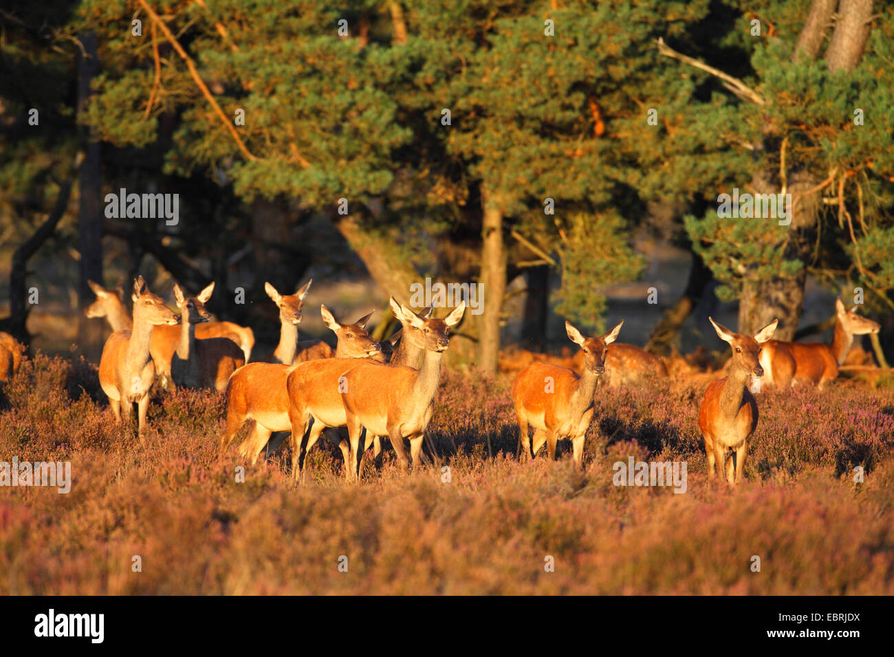 red deer (Cervus elaphus), herd of females in heath, Netherlands, Hoge Veluwe National Park Stock Photo