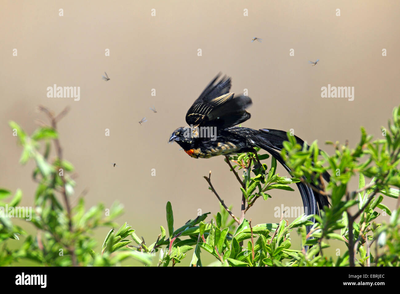 red-collared whydah (Euplectes ardens), male flys off a shrub, South Africa, North-West Province, Kgaswane Mountain Reserve Stock Photo