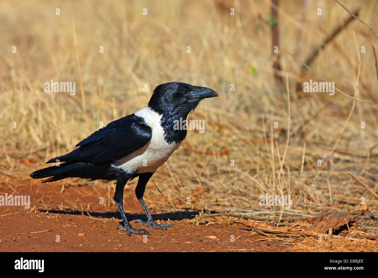 pied crow (Corvus albus), stands on the ground, South Africa, North