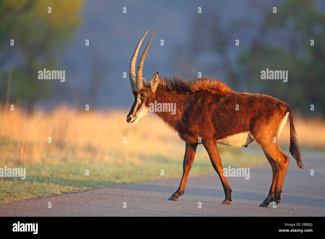 South African Sable Antelope (Hippotragus niger niger), female crosses a street, South Africa, Kgaswane Mountain Reserve Stock Photo
