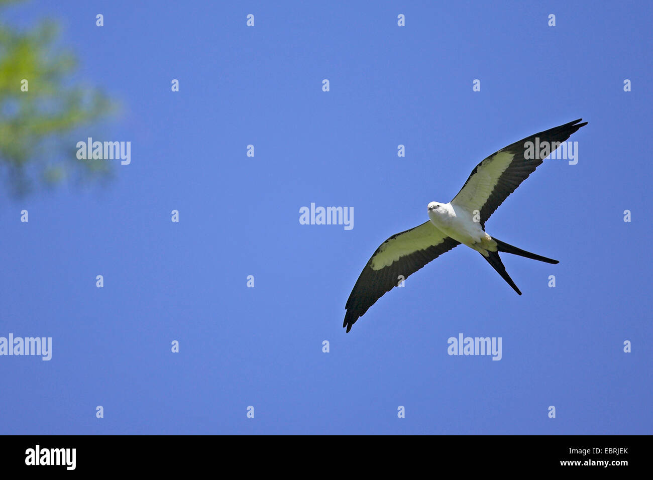 swallowtailed kite (Elanoides forficatus), in flight, USA, Florida