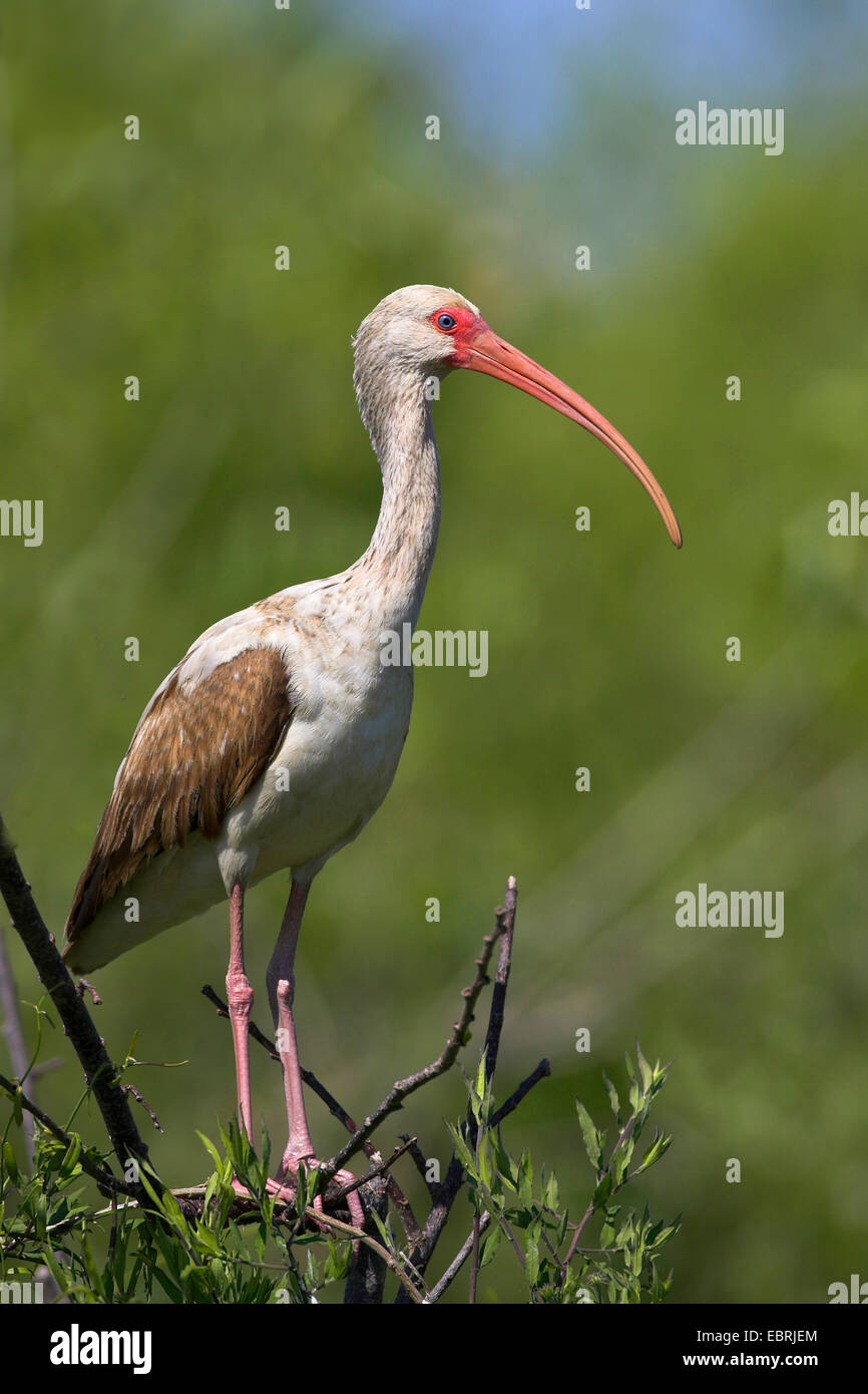 white ibis (Eudocimus albus), juvenile, USA, Florida, Everglades National Park Stock Photo