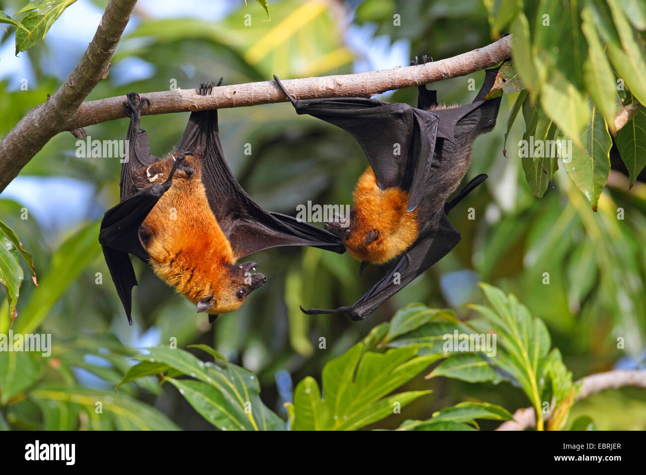 seychelles flying fox, seychelles fruit bat (Pteropus seychellensis), defence of territory on a tree, Seychelles, Mahe Stock Photo