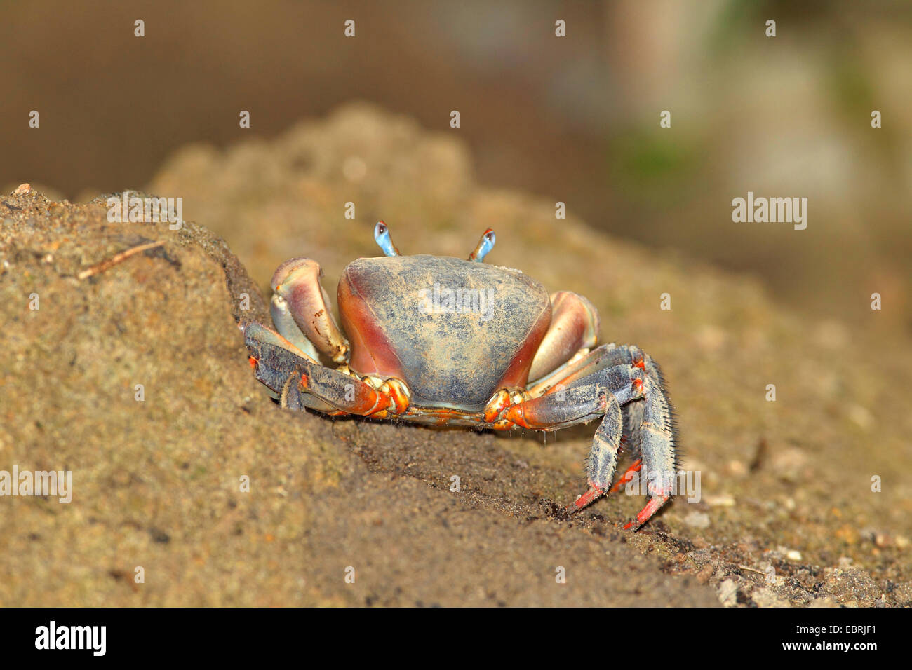 Red Claw Crab, Land crab (Cardisoma carnifex), in the mire, Seychelles, La Digue Stock Photo