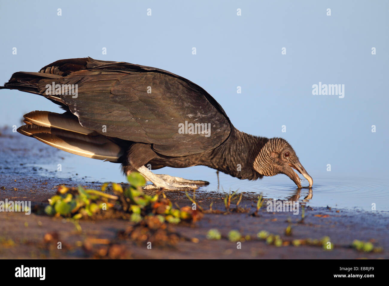American black vulture (Coragyps atratus), drinks, USA, Florida, Myakka River State Park Stock Photo
