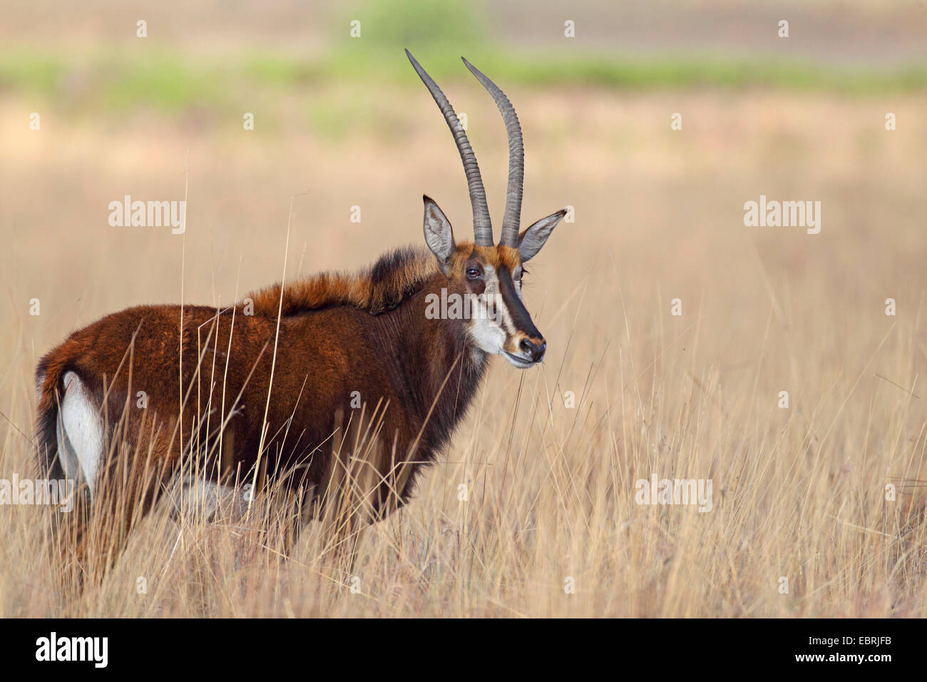 South African Sable Antelope (Hippotragus niger niger), female in savannah, South Africa, Kgaswane Mountain Reserve Stock Photo