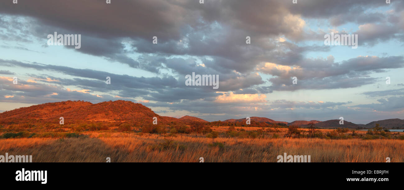 Mankwe Plain in evening light, South Africa, North West Province, Pilanesberg National Park Stock Photo