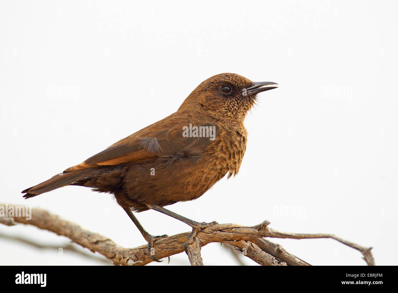 Southern anteater chat (Myrmecocichla formicivora), sits on a shrub, South Africa, North West Province, Barberspan Bird Sanctuary Stock Photo