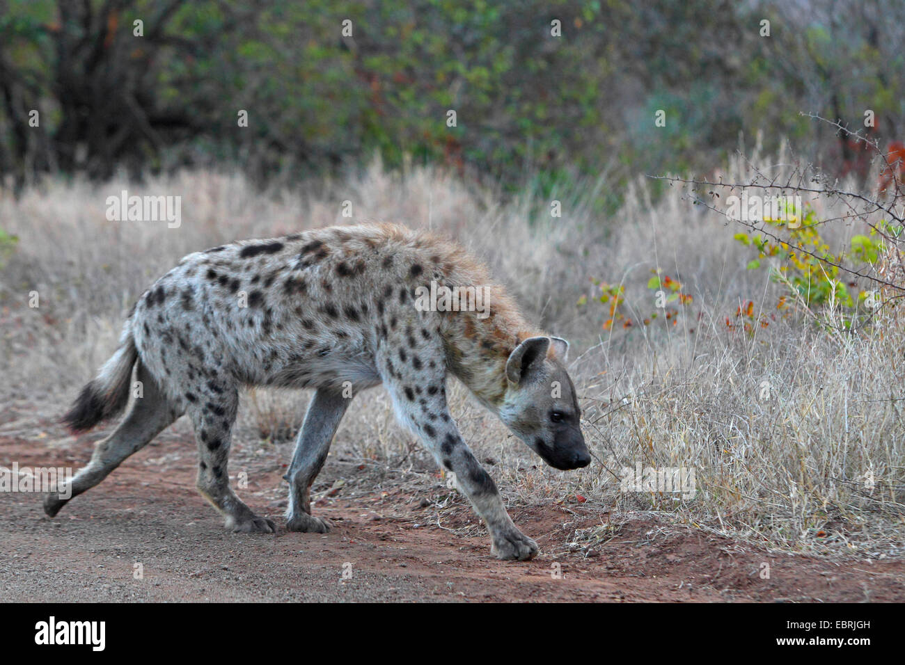 spotted hyena (Crocuta crocuta), walking, South Africa, Kruger National Park Stock Photo