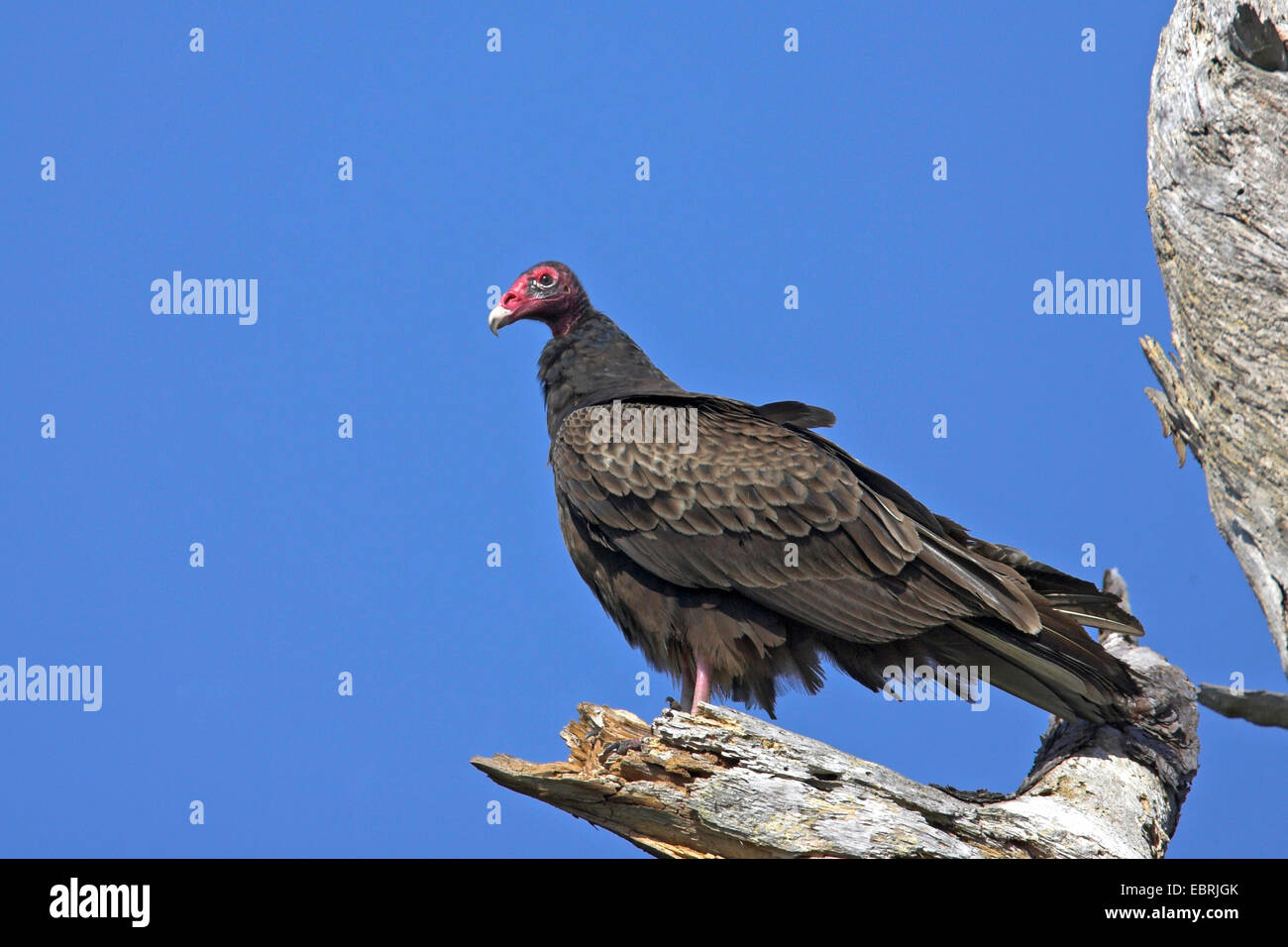 Vultures on dead tree hires stock photography and images Alamy