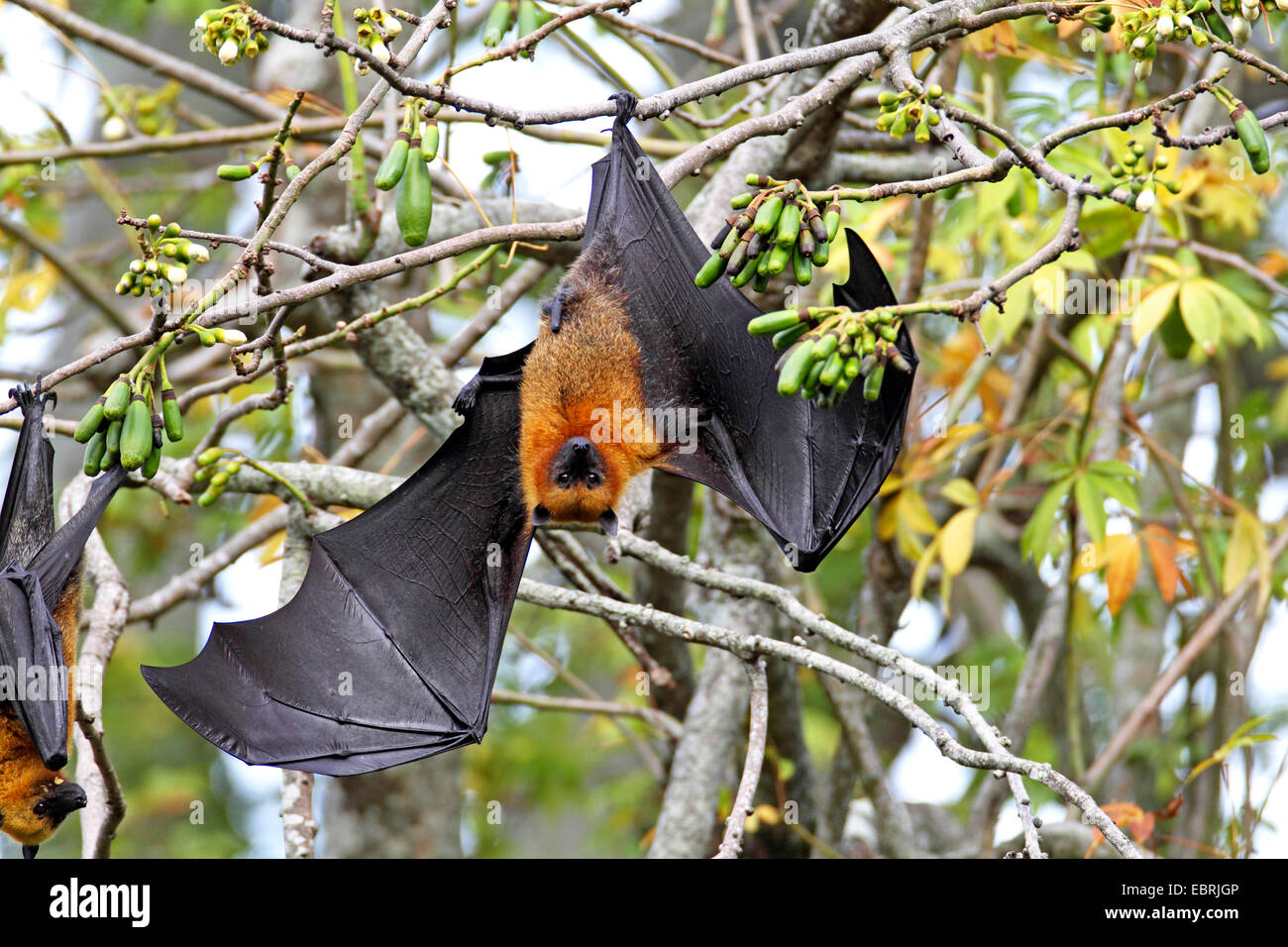 seychelles flying fox, seychelles fruit bat (Pteropus seychellensis), hangs at a tree with wings outstreched, Seychelles, Mahe Stock Photo