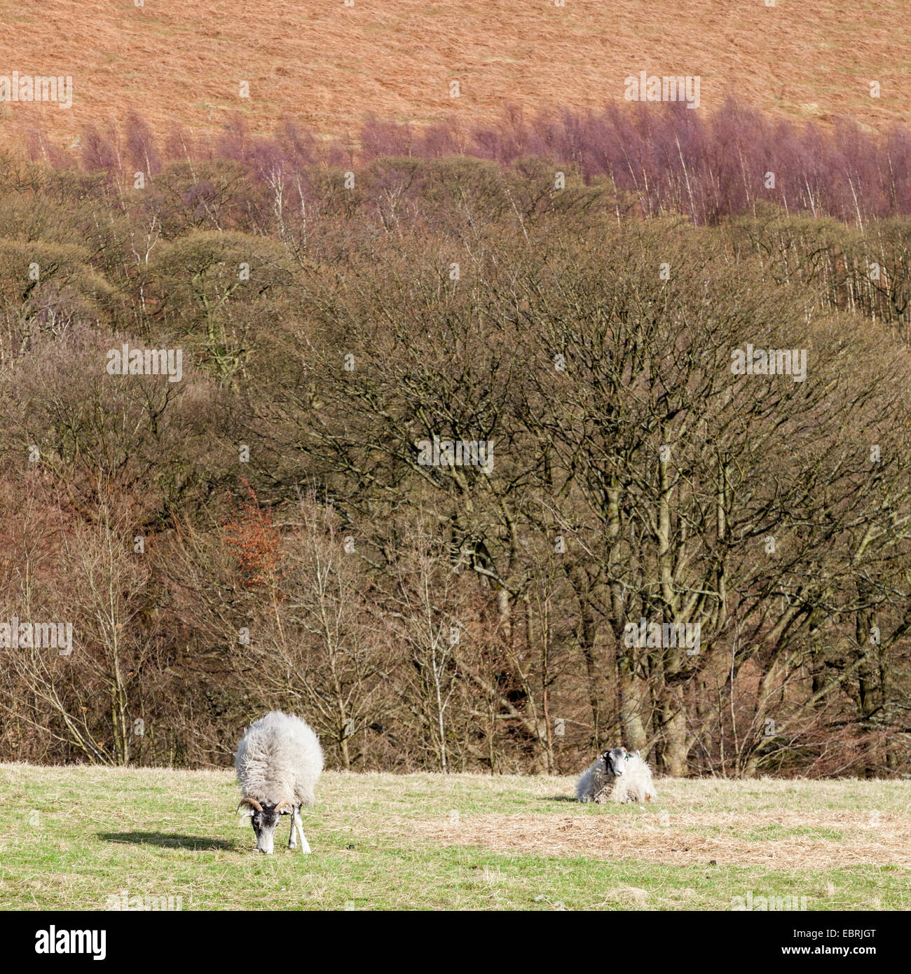 Sheep in a field in early Spring with a backdrop of hillside trees and moorland, Cattis Side, Derbyshire, Peak District, England, UK Stock Photo
