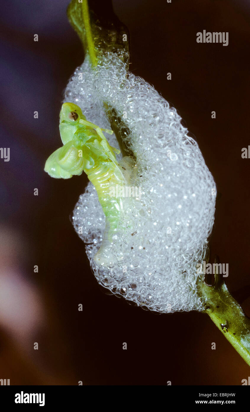Common froghopper, Meadow froghopper (Philaenus spumarius), nymph with