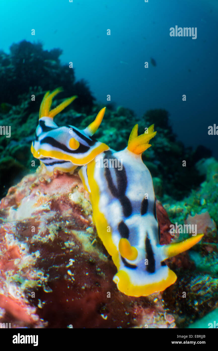 underwater scene of Nudibranch in tropical coral reef in the Philippines Stock Photo