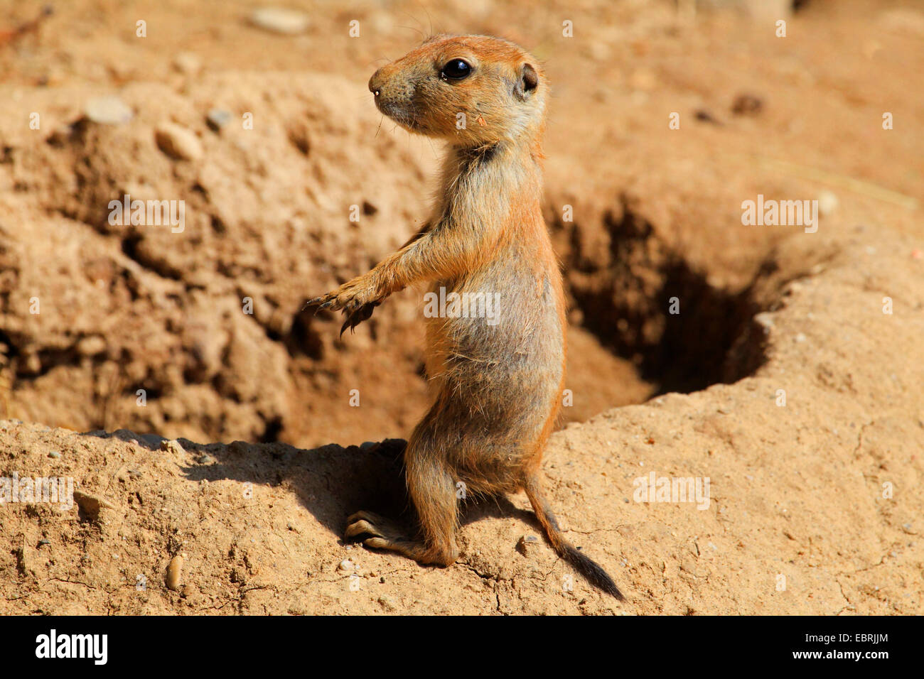 black-tailed prairie dog, Plains prairie dog (Cynomys ludovicianus), pup, USA Stock Photo