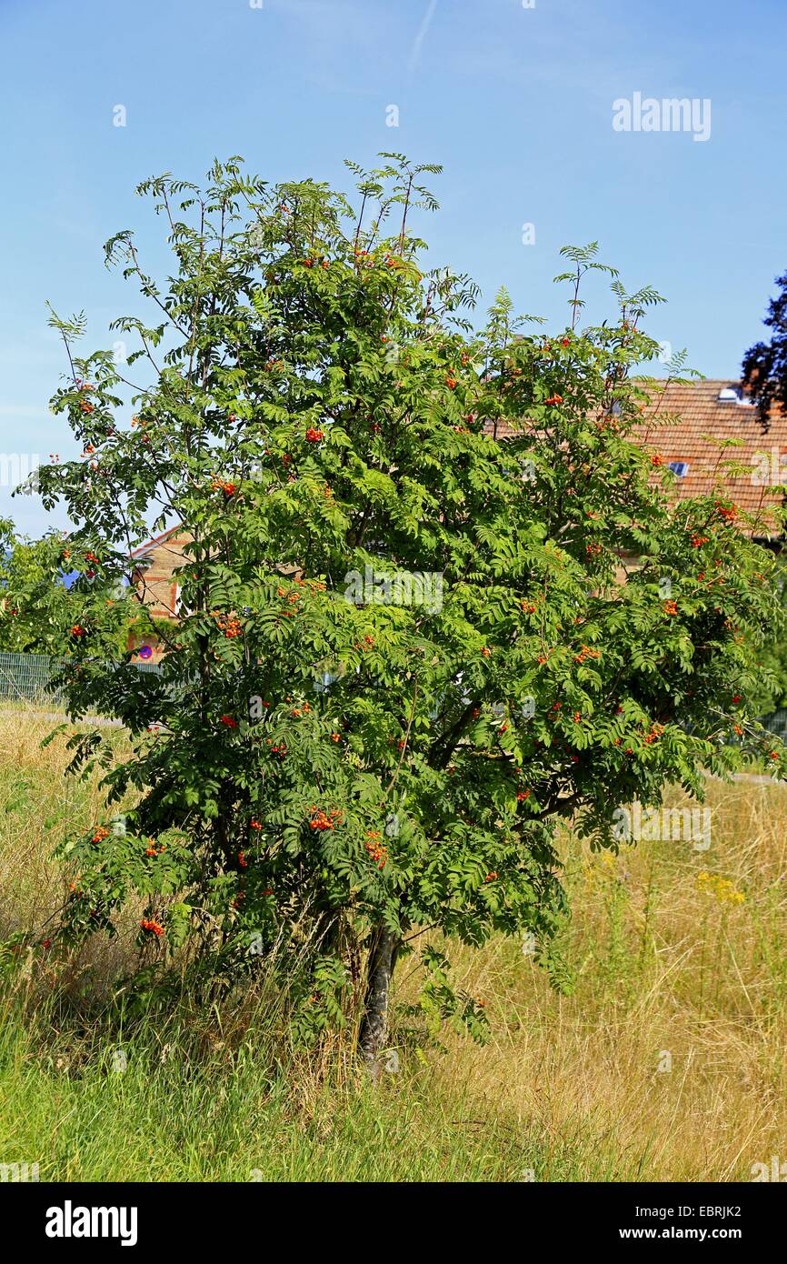 European mountain-ash, rowan tree (Sorbus aucuparia), fruiting rowan ...
