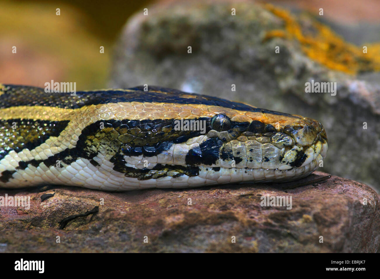 Burmese python (Python molurus bivittatus), portrait Stock Photo - Alamy