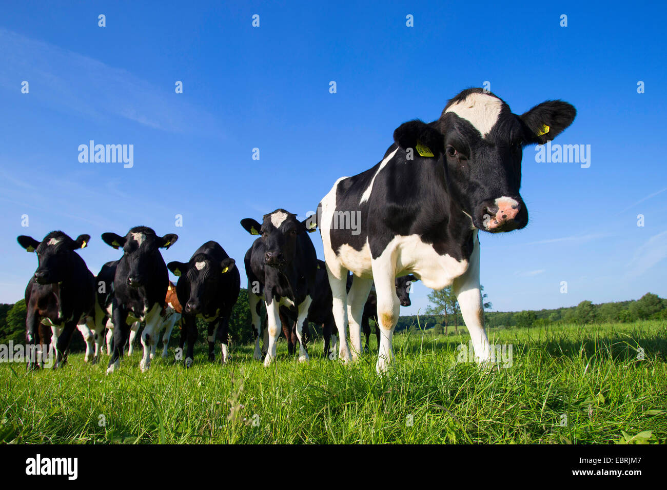 German black and white lowland cattle (Bos primigenius f. taurus), young german black pieds on a pasture, Germany, Schleswig-Holstein Stock Photo