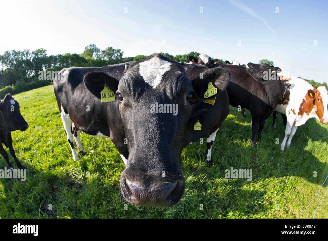 German black and white lowland cattle (Bos primigenius f. taurus), portrait of a young german black pied on a pasture, Germany, Schleswig-Holstein Stock Photo