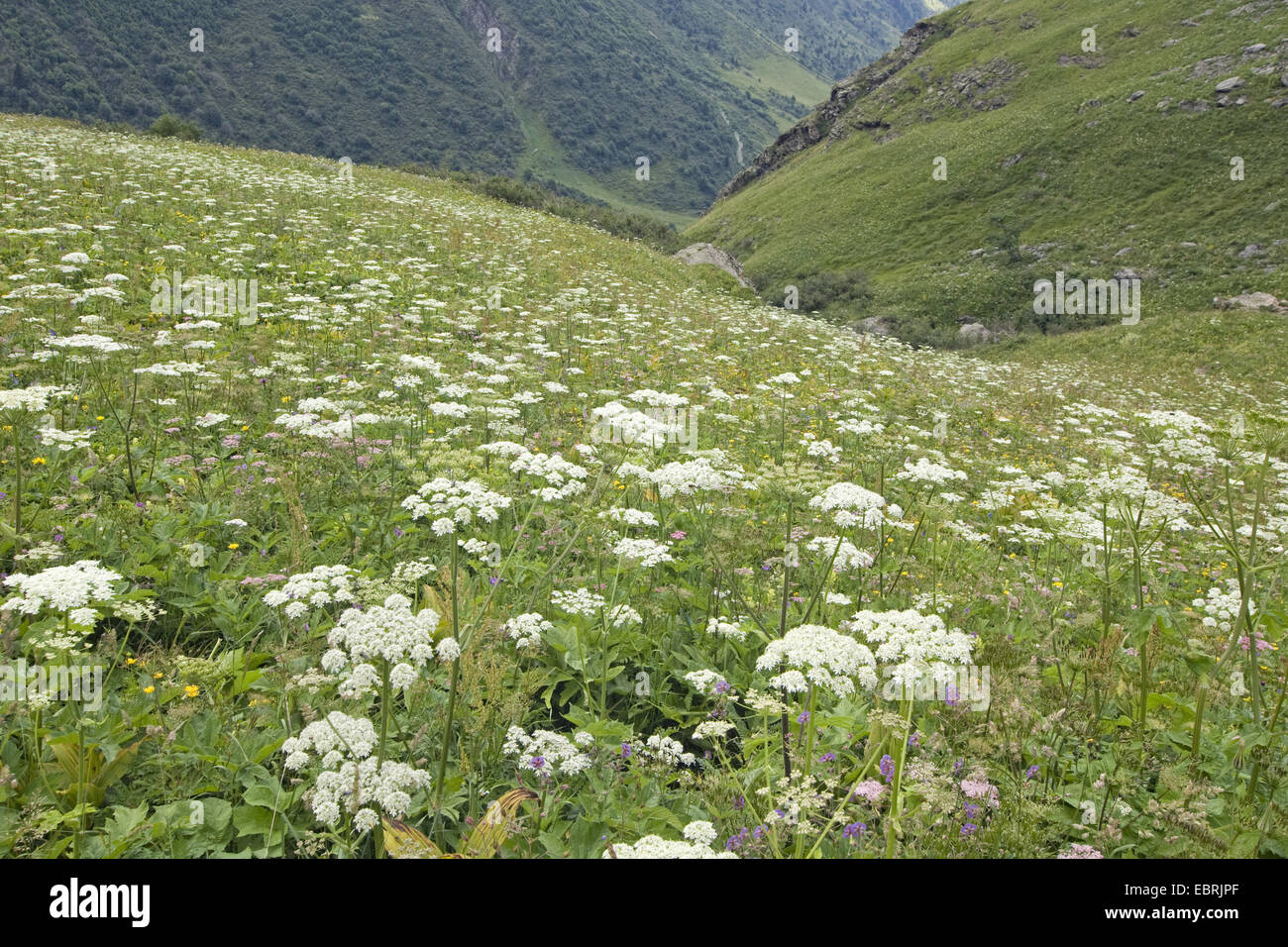 Cow parsnip, Common Hogweed, Hogweed, American cow-parsnip (Heracleum sphondylium), In Alpine meadow, France, Savoie, Vanoise National Park Stock Photo