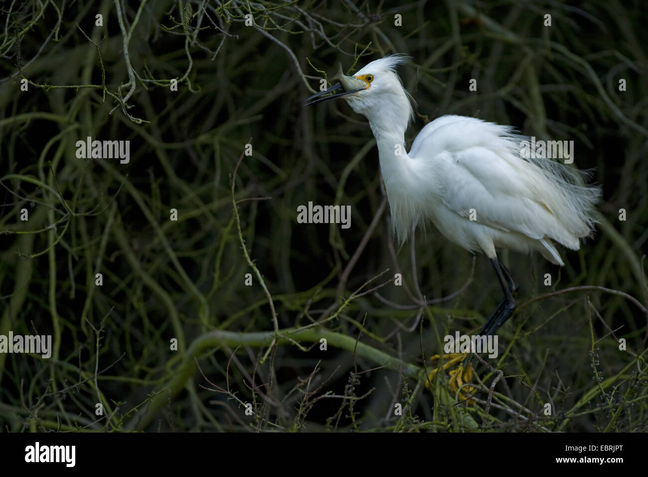 snowy egret (Egretta thula), With a prey, USA Stock Photo - Alamy
