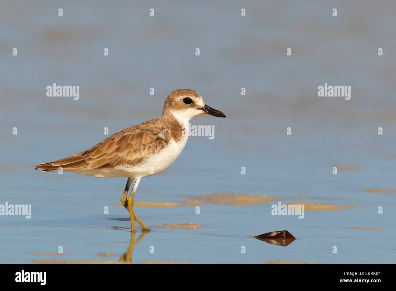 great sand plover (Charadrius leschenaultii), immature stands in shallow water at the beach, Seychelles, Praslin Stock Photo