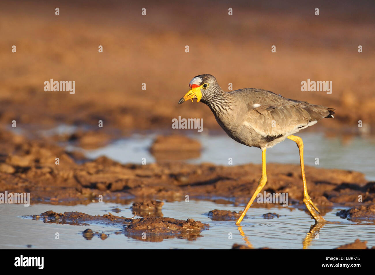 Senegal wattled plover (Vanellus senegallus), walks in shallow water, South Africa, North West Province, Pilanesberg National Park Stock Photo