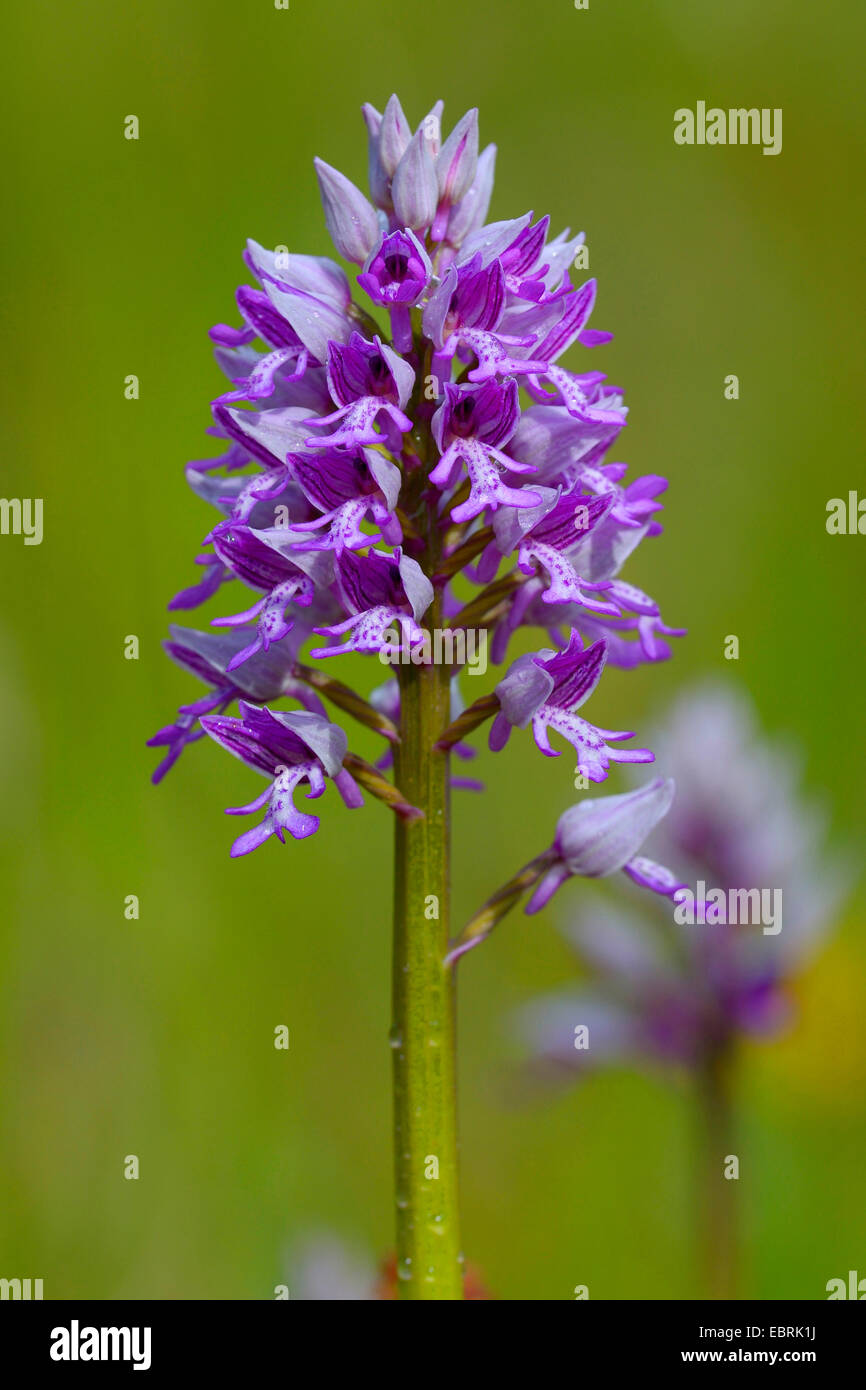 military orchid (Orchis militaris), inflorescence, Germany, Baden-Wuerttemberg Stock Photo