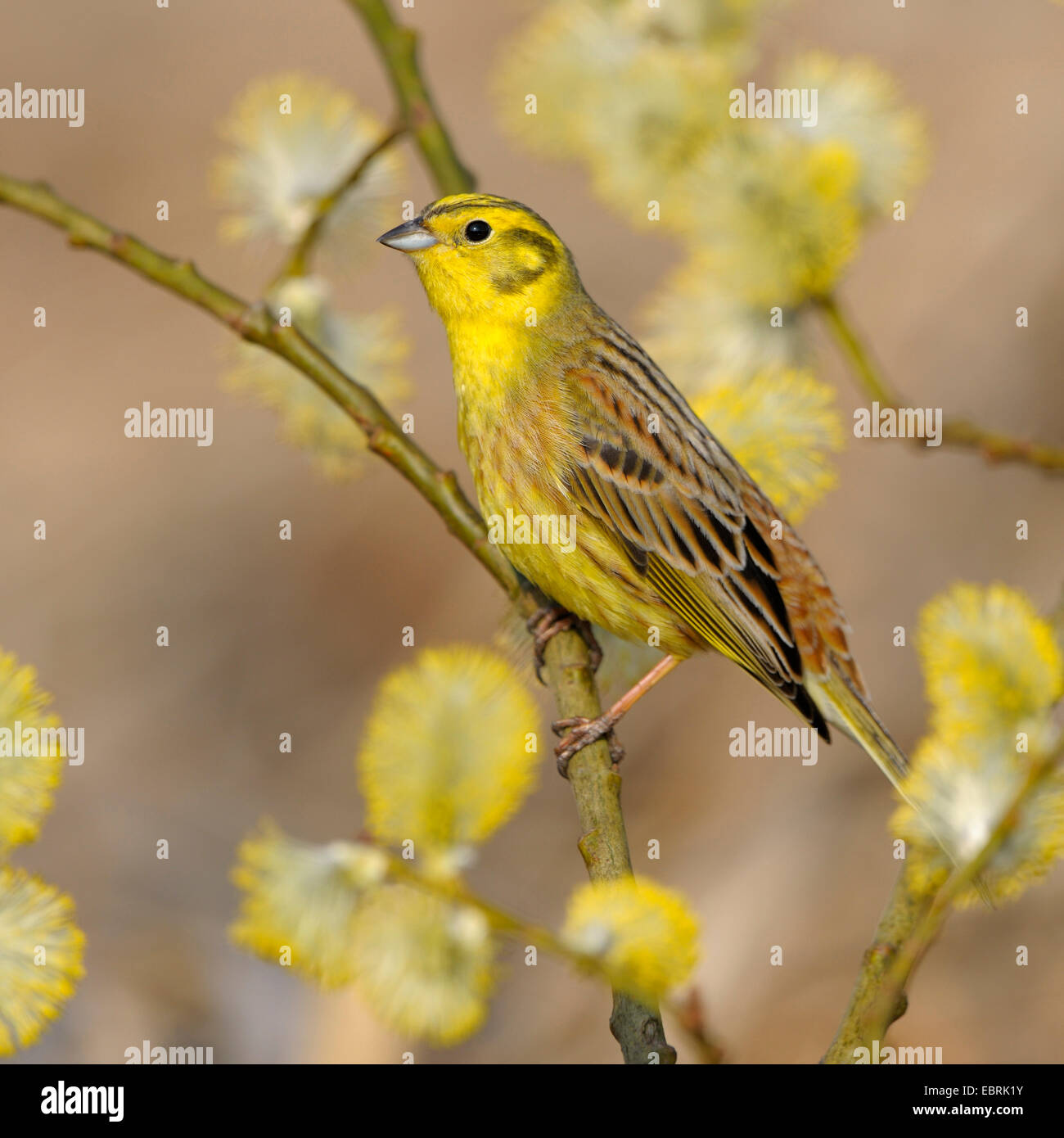 yellowhammer (Emberiza citrinella), male on a blooming willow branch, Germany Stock Photo