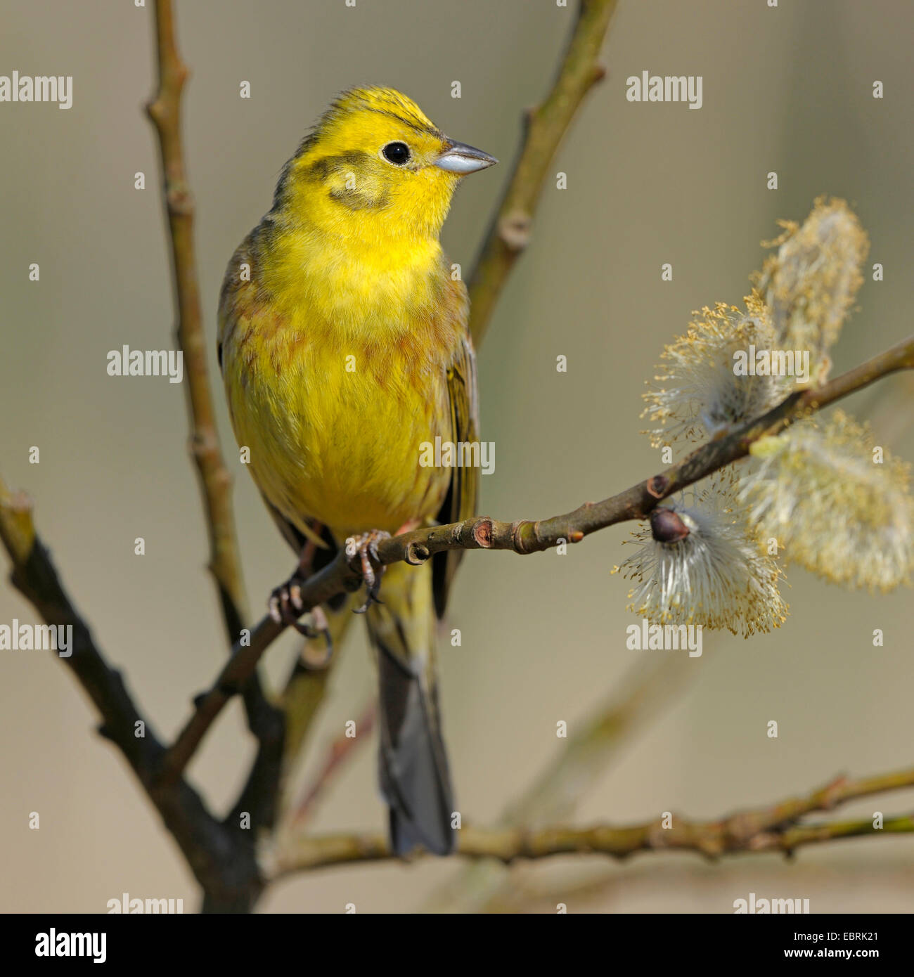 yellowhammer (Emberiza citrinella), male on a blooming willow branch, Germany Stock Photo